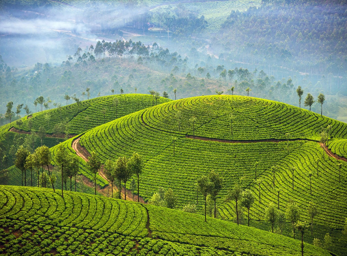 Best places to stay in Munnar - Get up to 23% off | CuddlyNest