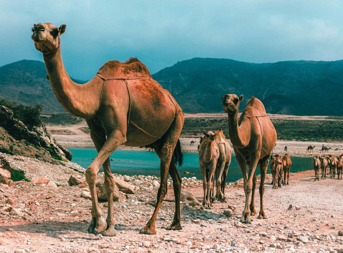 Best places to stay in Salalah - Get up to 23% off | CuddlyNest